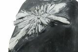 Polished Free-Standing Chrysanthemum Stone - China #352124-5